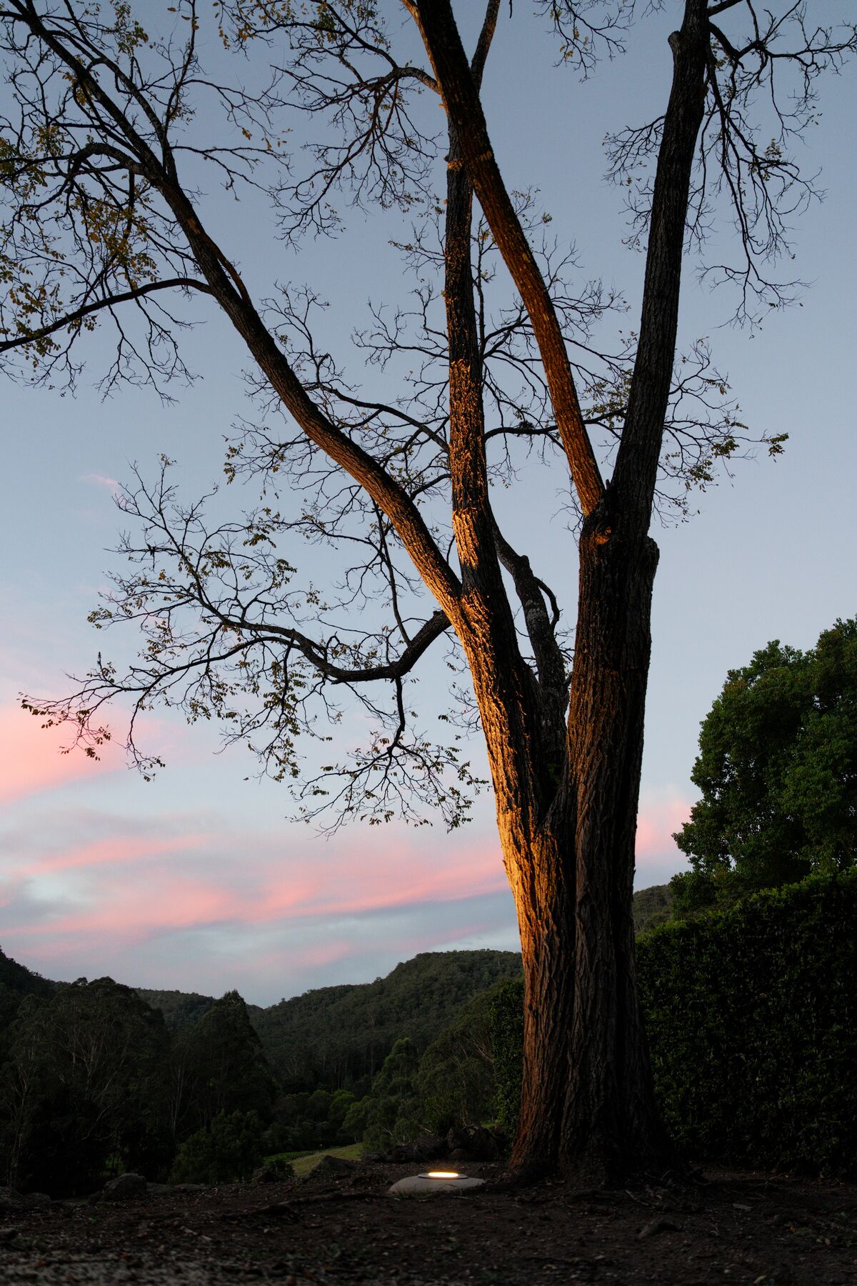 Large tree uplit by garden lighting at dusk